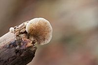 Mushroom on a branch