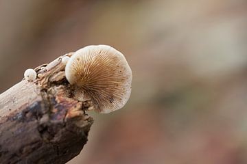Pilz auf einem Ast