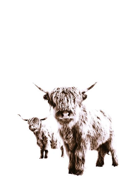 Highland Cows Lulu and Sara Brown by Monika Strigel