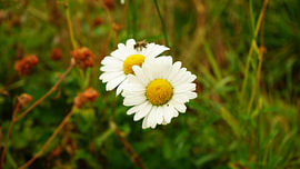 Marguerites d'été et abeille dans la prairie sur Yente Nicaise