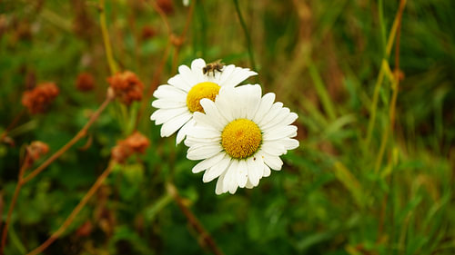 Summer Daisies with a Bee in the Meadow