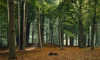 Wind in het bos