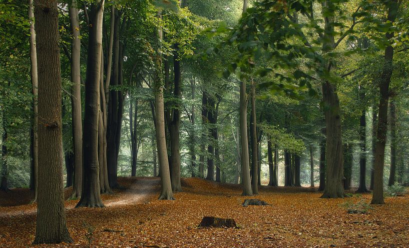 Wind in het bos von Jos Erkamp