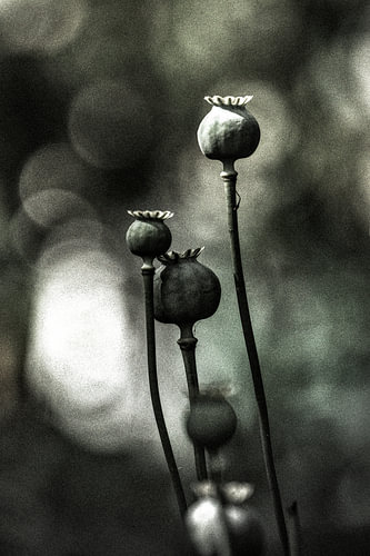 Fleurs sombres en été - n° 09