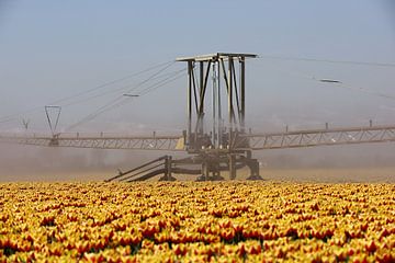 irrigation pendant la sécheresse pour les tulipes jaune-rouge sur W J Kok