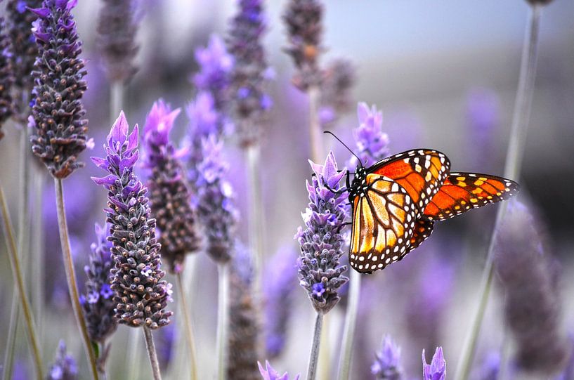 Papillon monarque sur une fleur de lavande par Carolina Reina Photography