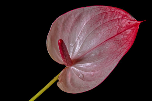 Luminous Vein