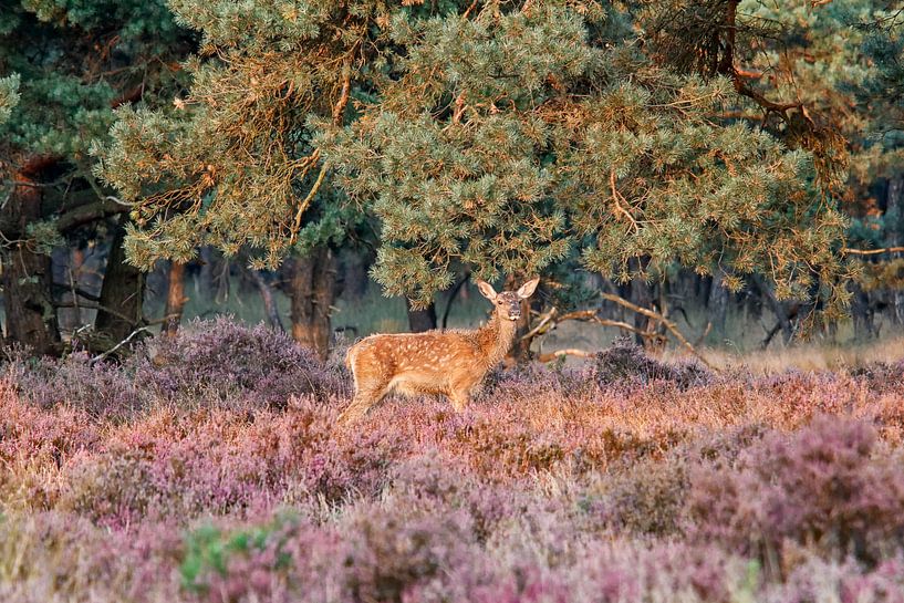jong hertje by Rigo Meens