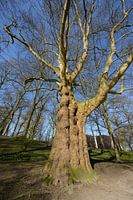 Platane de 1835 dans le Zocherpark d'Utrecht