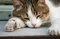 Sleeping