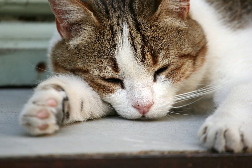 Sleeping by Michiel Stam
