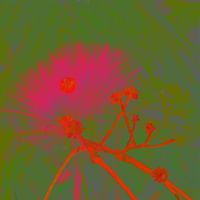 Albizia Glow