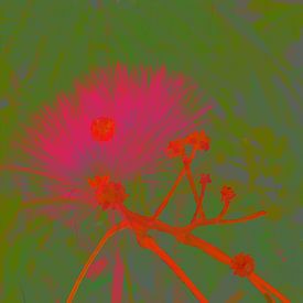 Albizia Glow van Daphne Depassé