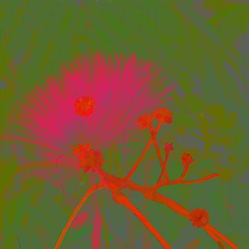Albizia Glow