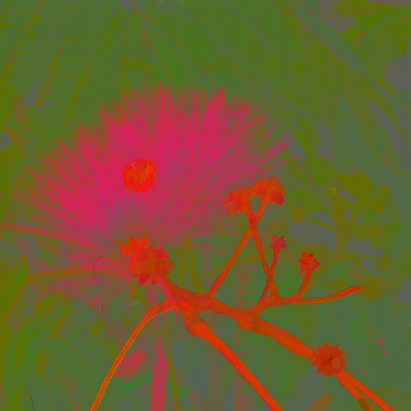 Albizia Glow van Daphne Depassé