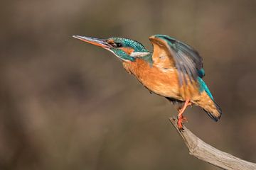 Kingfisher takes off by Ben Bokeh
