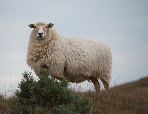 Schaap in Elsloo