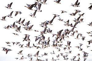 Grote groep ganzen in vlucht van BYLDWURK