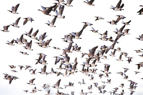 Large group of geese in flight