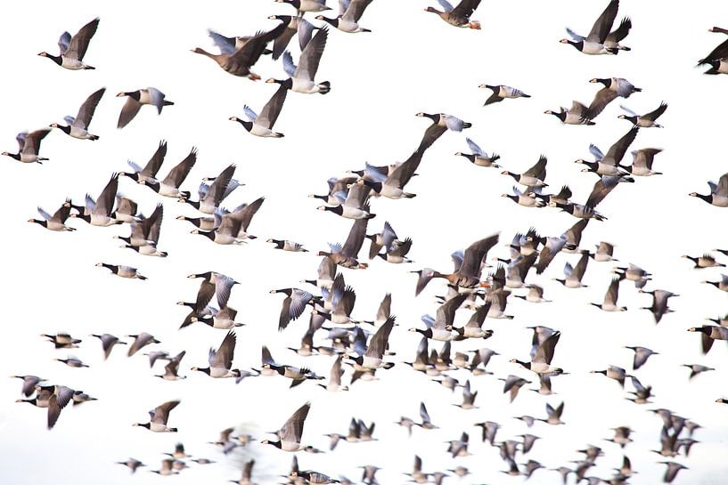 Large group of geese in flight by BYLDWURK