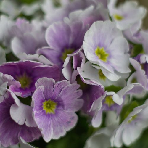 La "clé" du printemps