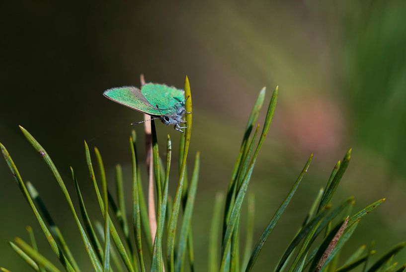 Freshman (Butterfly) by Merijn Loch
