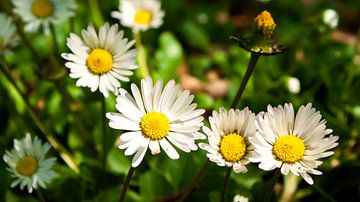 marguerites sur Liv Jongman