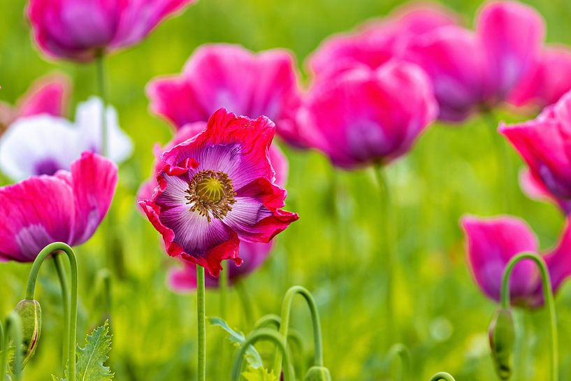 Die Mohnblüte von Roland Brack