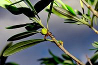 Green spider on the olive branch by artpictures.de thumbnail