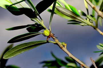 Green spider on the olive branch