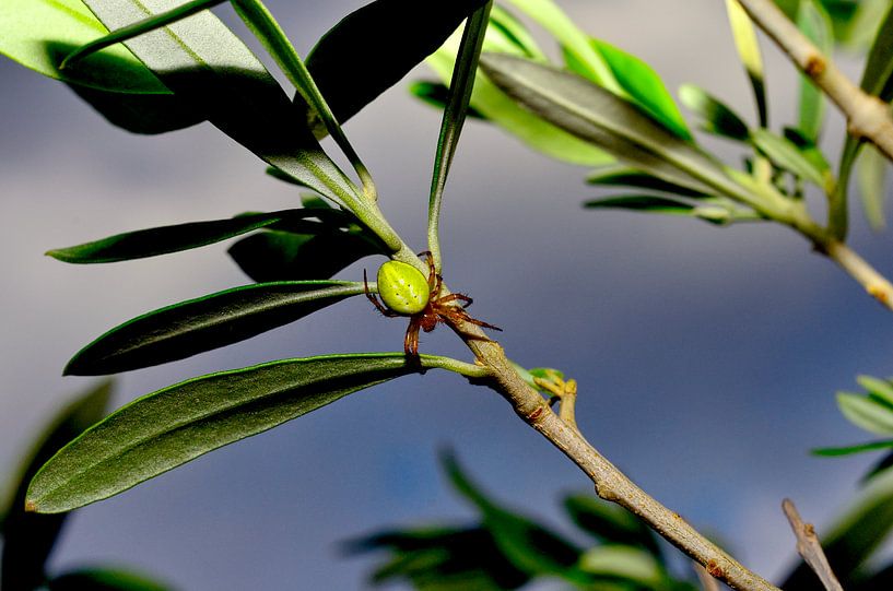 Green spider on the olive branch by artpictures.de