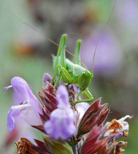 Groene sprinkhaan Villedieu