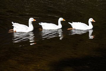 Drie jonge ganzen op het water van Frank Herrmann
