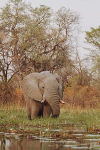 Éléphants se nourrissant dans le delta de l'Okavango, vus depuis un canoë.