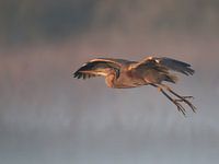 Purperreiger land in de mist.