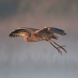 Héron pourpre atterrissant dans la brume. sur Bert Snijder