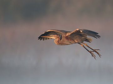 Héron pourpre atterrissant dans la brume.