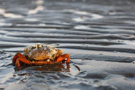 Krab op Ameland sur Ab Donker