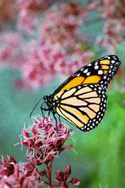 Bewerkte foto van een vlinder op een bloem von W J Kok