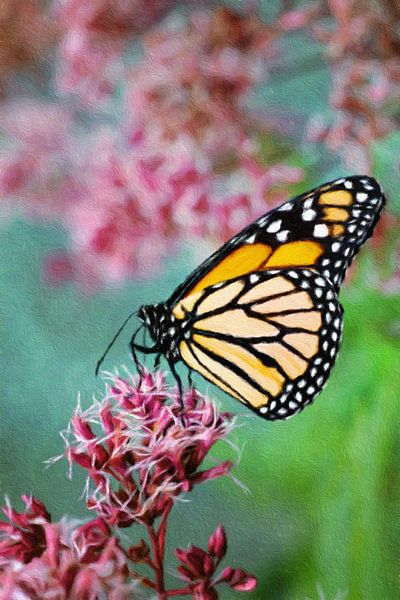 Bewerkte foto van een vlinder op een bloem par W J Kok
