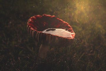 Rode Russula paddestoel in de regen | Herfst natuur fotografie van Denise Tiggelman