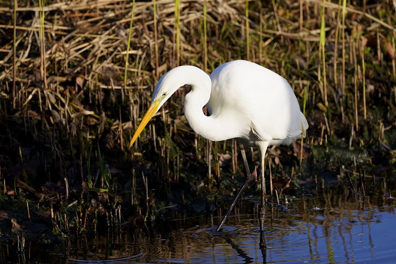 Une aigrette sort de l'ombre. par Stobbe; stiltegrafie