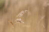 grashalm in het weiland |  | landelijke natuurfoto van Karijn | Fine art Natuur en Reis Fotografie thumbnail