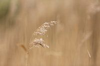 grass palm in the meadow | | rural nature photo