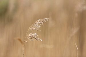 Gras auf der Wiese | | Ländliche Natur Foto von Karijn | Fine art Natuur en Reis Fotografie