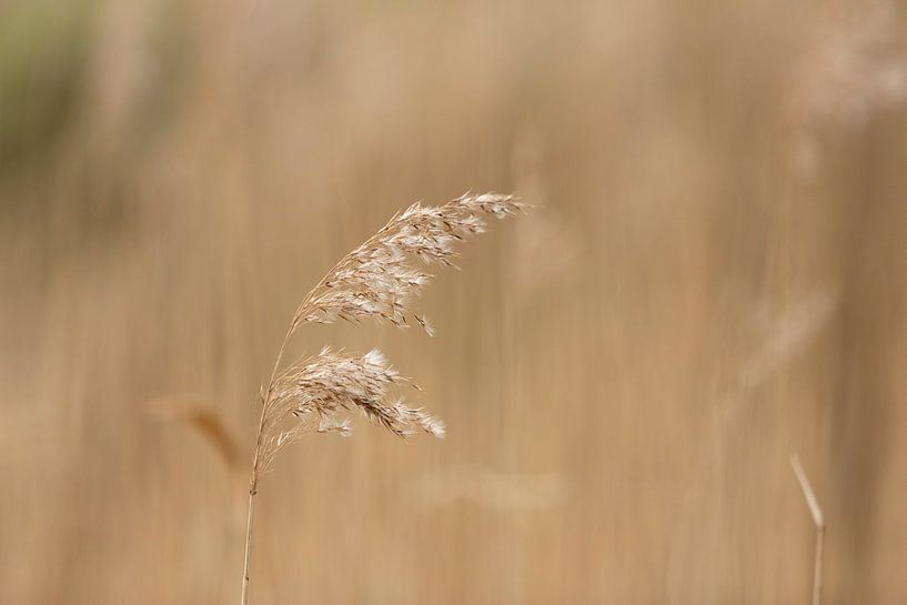 grashalm in het weiland |  | landelijke natuurfoto van Karijn | Fine art Natuur en Reis Fotografie