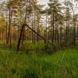 Panorama forests in Chaam by Joris Buijs Fotografie