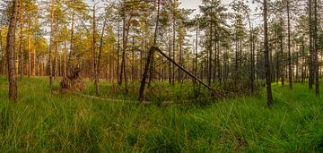 Panorama-Wälder in Chaam von Joris Buijs Fotografie