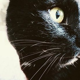 Tomcat NOCSI no3 van Pia Schneider