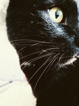 Chat NOCSI no3